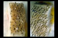 Click to see larger picture