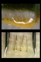 Click to see larger picture