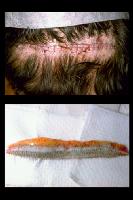 Click to see larger picture